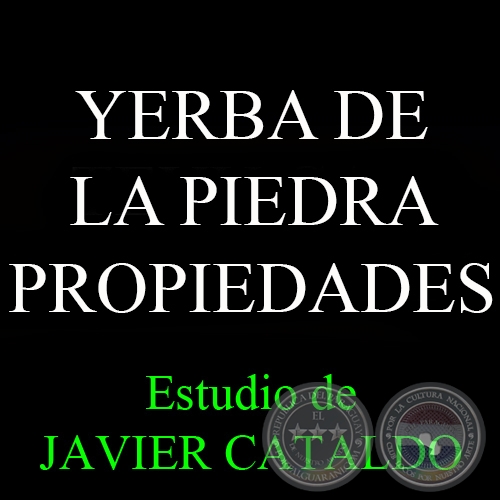 YERBA DE LA PIEDRA - PROPIEDADES - Estudio de JAVIER CATALDO