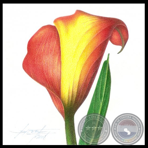 FLORES - Dibujos de GABRIEL BRIZUELA SANTOM