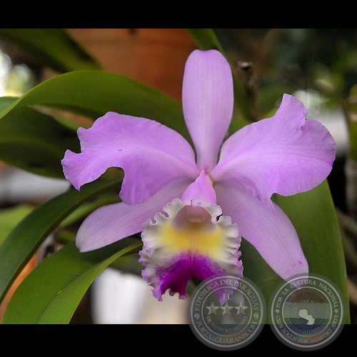 FLOR - Fotografa de Rafael Urzua