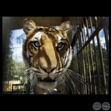 TIGRE, 2012 - AP PHOTO / JORGE SENZ