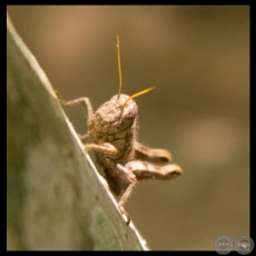 IMGENES DEL PARAGUAY - Fotografas de ALEJANDRO BALCZAR