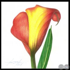 FLORES - Dibujos de GABRIEL BRIZUELA SANTOM