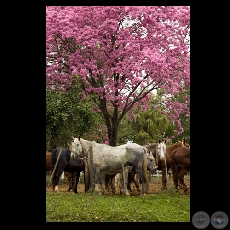 CABALLOS DE POLO Y ARBOL DE LAPACHO ROSADO - Fotografa de Fernando Allen