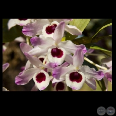 ORQUDEA - Fotografa de FERNANDO ALLEN