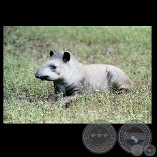 FAUNA PARAGUAYA - Fotografas de FERNANDO ALLEN