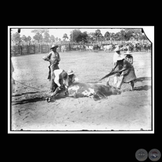 CASTRACIN DE UN TORO - Fotografa de GUIDO BOGGIANI