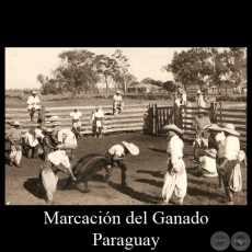 MARCACIN DEL GANADO (DETALLE) - POSTAL DEL PARAGUAY