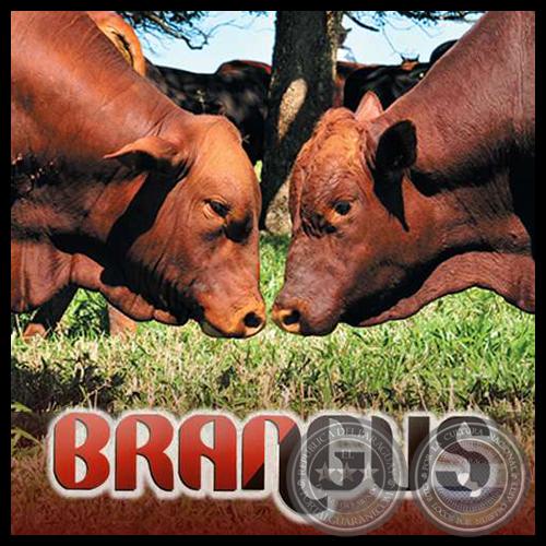 REVISTA BRANGUS