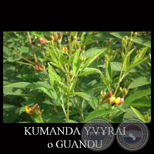 KUMANDA YVYRAI o GUANDU - MINISTERIO DE AGRICULTURA Y GANADERÍA - GTZ