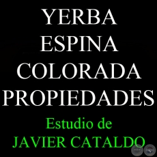 YERBA ESPINA COLORADA - PROPIEDADES - Estudio de JAVIER CATALDO