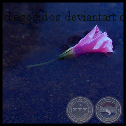 FLOR NG UGUAZUENCE - Fotografía de Diego Diarte