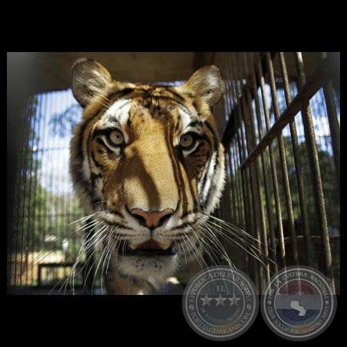 TIGRE, 2012 - AP PHOTO / JORGE SÁENZ