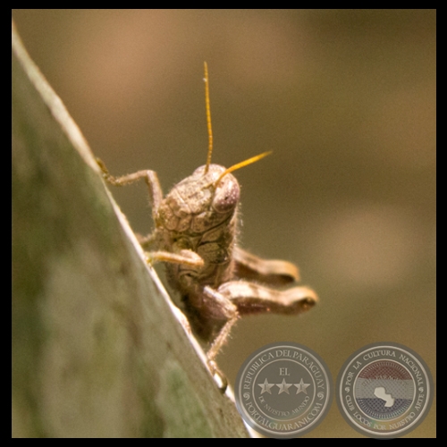 IMÁGENES DEL PARAGUAY - Fotografías de ALEJANDRO BALCÁZAR