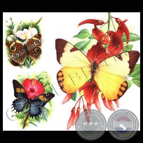 MARIPOSAS - Ilustración de César Brítez