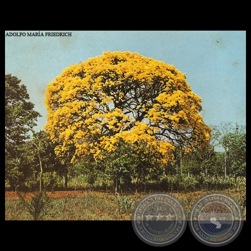 LAPACHO AMARILLO EN FLOR - Foto de ADOLFO MARÍA FRIEDRICH