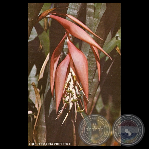 BILBERGIA ZEBRINA - SELVAS DE ITAPÚA - Foto de ADOLFO MARÍA FRIEDRICH
