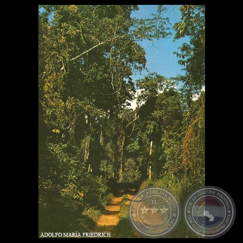 SELVAS VIRGENES - ALTO PARANÁ - PARAGUAY - Foto de ADOLFO MARÍA FRIEDRICH