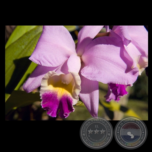 ORQUÍDEA - Fotografía de FERNANDO ALLEN