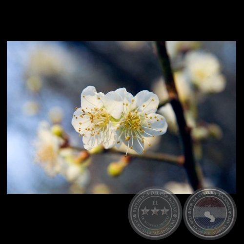 FLOR DE CEREZO - Fotografa de FERNANDO ALLEN