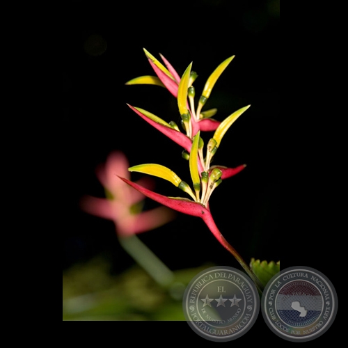 FLORES - Fotografía de FERNANDO ALLEN