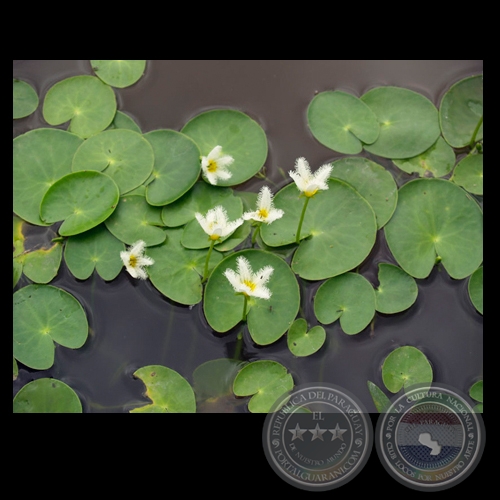 FLORES Y CAMALOTES - Fotografía de FERNANDO ALLEN