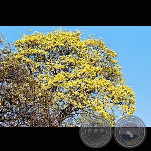 LAPACHO AMARILLO - Fotografía de FERNANDO ALLEN