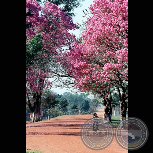 LAPACHOS Y AVENIDA - Fotografía de FERNANDO ALLEN
