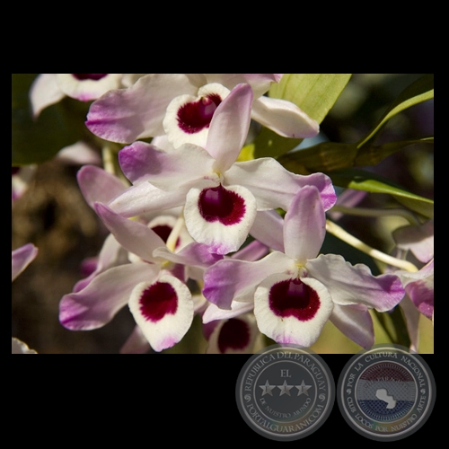ORQUÍDEA - Fotografía de FERNANDO ALLEN