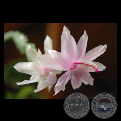 ORQUÍDEA - Fotografía de FERNANDO ALLEN