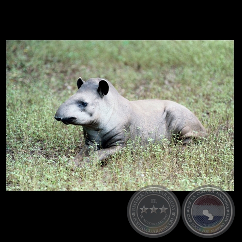 FAUNA PARAGUAYA - Fotografías de FERNANDO ALLEN