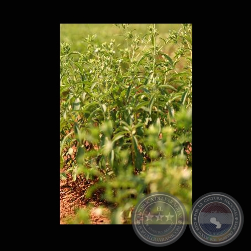 STEVIA - BLOOMBERG NEWS - Photographer: Carlos Bittar - Año 2008