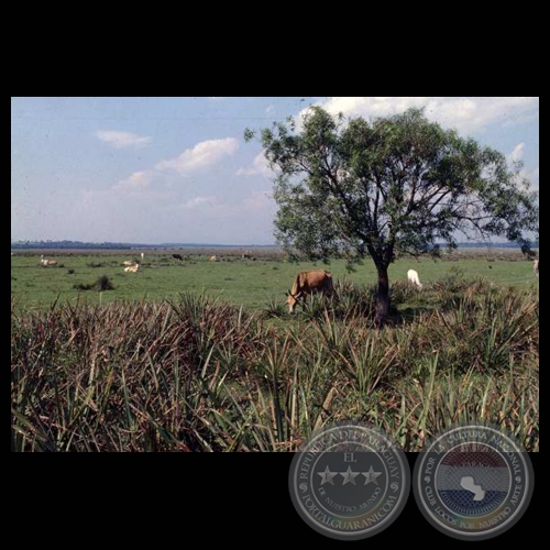 FAUNA - Fotografías de CARLOS BITTAR