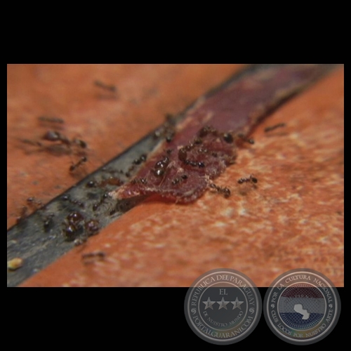 CAPICÚA/KAPIKUA, 2008 - 2011 - Video monocanal de GABRIELA ZUCCOLILLO