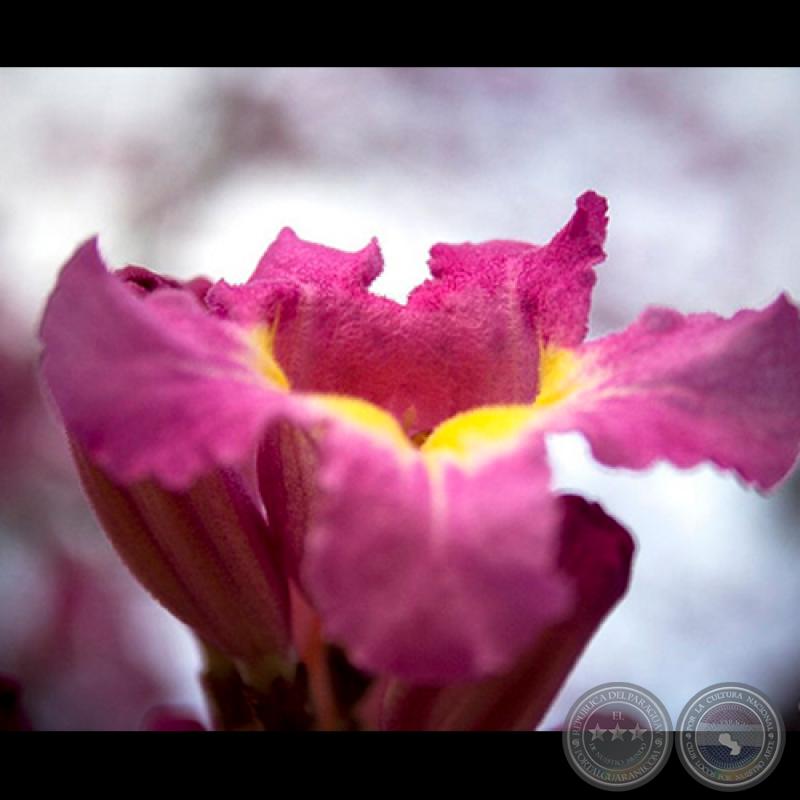 TAJY ROSADO ZOOM - Fotografía de JOSÉ EDUARDO AYALA