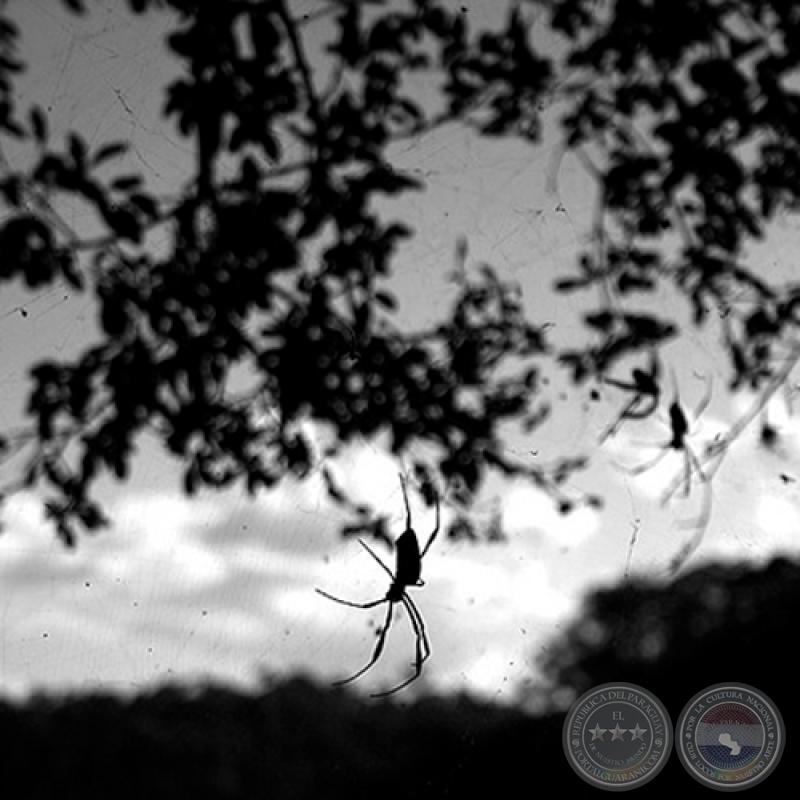 ARAÑITA - Fotografía de JOSÉ EDUARDO AYALA