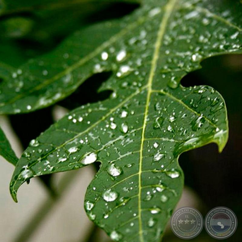 GOTAS DE LLUVIA - Fotografía de JOSÉ EDUARDO AYALA