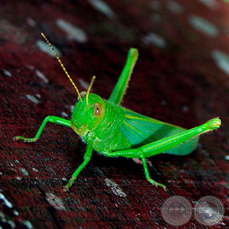 LANGOSTA - Fotografía de JOSÉ EDUARDO AYALA