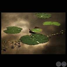 CAMALOTE DE MEDIANOCHE, 2008 - Fotografía de FRANCENE KEERY PLANAS