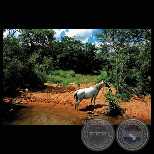 CABALLO SALVAJE, 2008 - Fotografía de FRANCENE KEERY PLANAS
