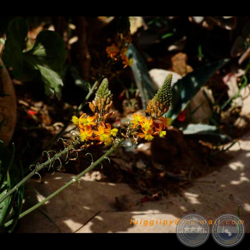 PRIMAVERA, 2011 - Fotografías de LUIS EMILIO INSFRÁN