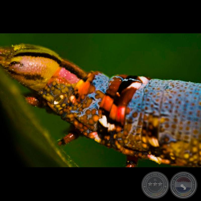 MACRO EN ESTUDIO, 2011 (Fotografías de MARIO FRANCO)