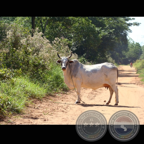 MI PARAGUAY PROFUNDO - Muestra fotográfica de Juan de Urraza - Lunes 2 de Febrero de 2009