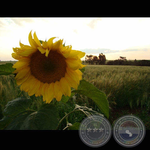 MI PARAGUAY PROFUNDO (Exposición) - Año 2009