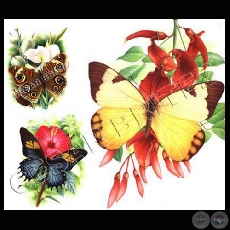 MARIPOSAS - Ilustración de César Brítez