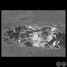 SI SE AGOTA EL AGUA DONDE ME REFLEJO - Fotografías de OSVALDINA SERVIÁN 