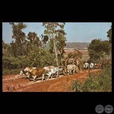ALZAPRIMAS EN UNA CARRETERA DEL ALTO PARANÁ - Foto de ADOLFO MARÍA FRIEDRICH