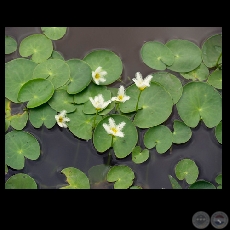 FLORES Y CAMALOTES - Fotografa de FERNANDO ALLEN