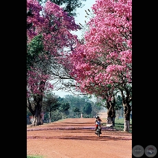 LAPACHOS Y AVENIDA - Fotografa de FERNANDO ALLEN