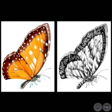 MARIPOSA - Dibujo de ANDREA PICCARDO