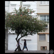 CASA ENYESADA PORTO ALEGRE, 2005 - Intervención de BETTINA BRIZUELA